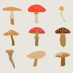 Different types of mushrooms set, vector illustration