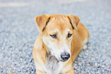 Dog in the temple