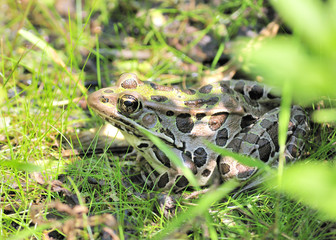 Leopard Frog