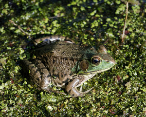 Bullfrog