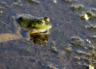 Bullfrog