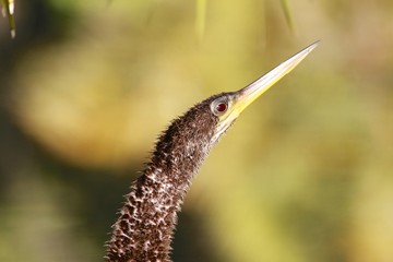 Anhinga bird - fairchild gardens