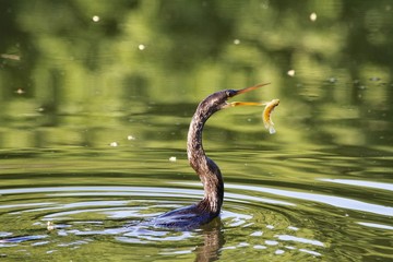 Anhinga swimming on the lake - fairchild gardens