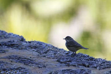 Wild bird at the Fairchild Gardens