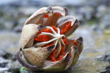 Tropical flower - fairchild gardens