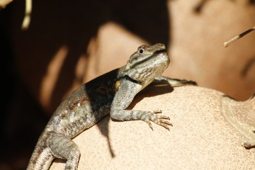 Lizard at cannonball tree