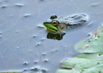 Bullfrog