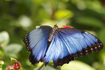 Common morpho butterfly - dorsal view