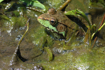 Bullfrog