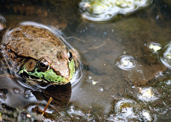 Bullfrog