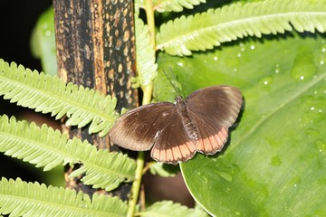 Red Rim butterfly - Dorsal view