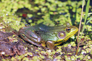 Bullfrog