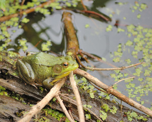 Bullfrog