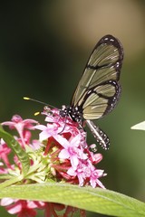 Glasswinged butterfly - greta oto