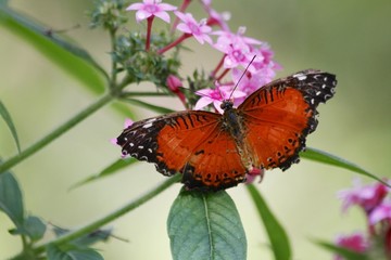 Male leopard lacewing butterfly