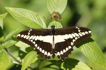 Thoas swallowtail butterfly dorsal view