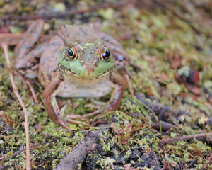 Bullfrog