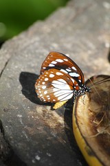 Euxanthe wakefieldi - Forest Queen butterfly