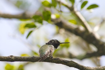 Humming bird on a branch