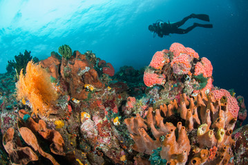 Diver, coral reef, sponge, sea fan in Ambon, Maluku underwater