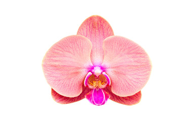Naklejka na ściany i meble Close-up orchid isolated on white, Phalaenopsis