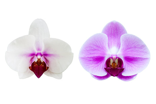 Close-up orchid isolated on white, Phalaenopsis