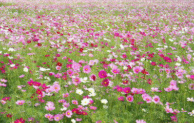 cosmos flowers fields