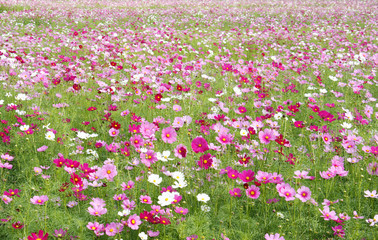 Obraz premium cosmos flowers fields
