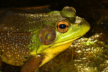 Green Frog in Illinois