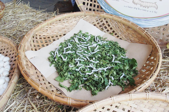 silkworms with mulberry leaves on the woven basket