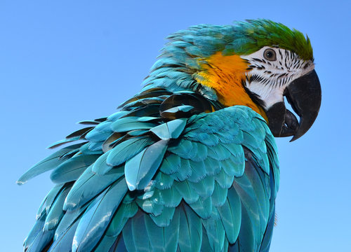 Blue and Gold Macaw
