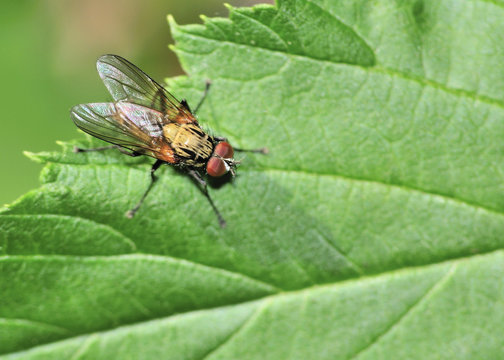 Tachinid Fly