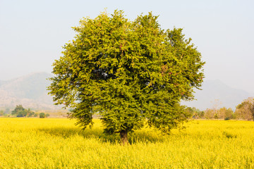 Field of Crotalaria Juncea flower