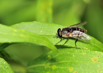 Horse Fly