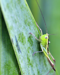 Katydid Nymph