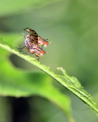 Mating Marsh Flies