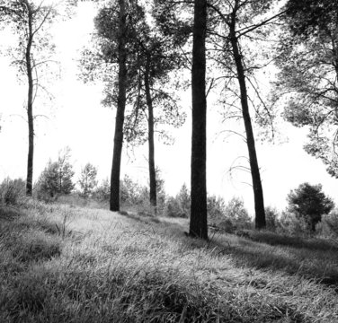 abstract black and white trees in forest landscape