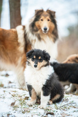 Rough collie puppy sitting in the park