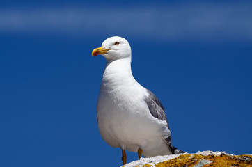 seagull perched