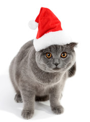 Fototapeta na wymiar Lovely British cat in Christmas hat isolated on white