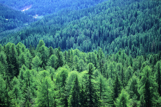 bosco foresta di conifere
