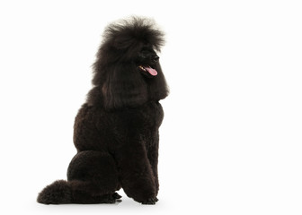 Dog. Black poodle big size isolated on white background