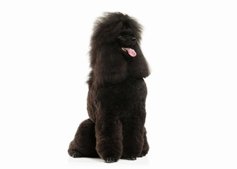 Dog. Black poodle big size isolated on white background