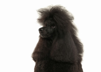 Dog. Black poodle big size isolated on white background