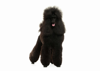 Dog. Black poodle big size isolated on white background