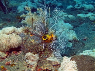 Sea squirt, Island Bali, Tulamben