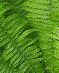 Fern