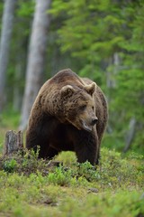 Fototapeta na wymiar Big male bear in forest