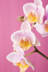 Fototapeta na wymiar Orchid.