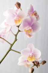 Naklejka na ściany i meble Orchid.